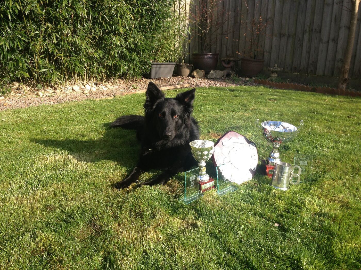 A Shepherd beside trophies in the garden.