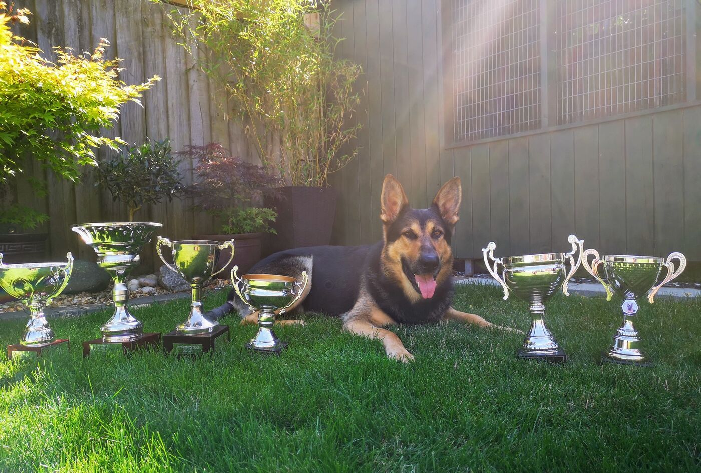 One of David's Shepherds beside a row of competition trophies.